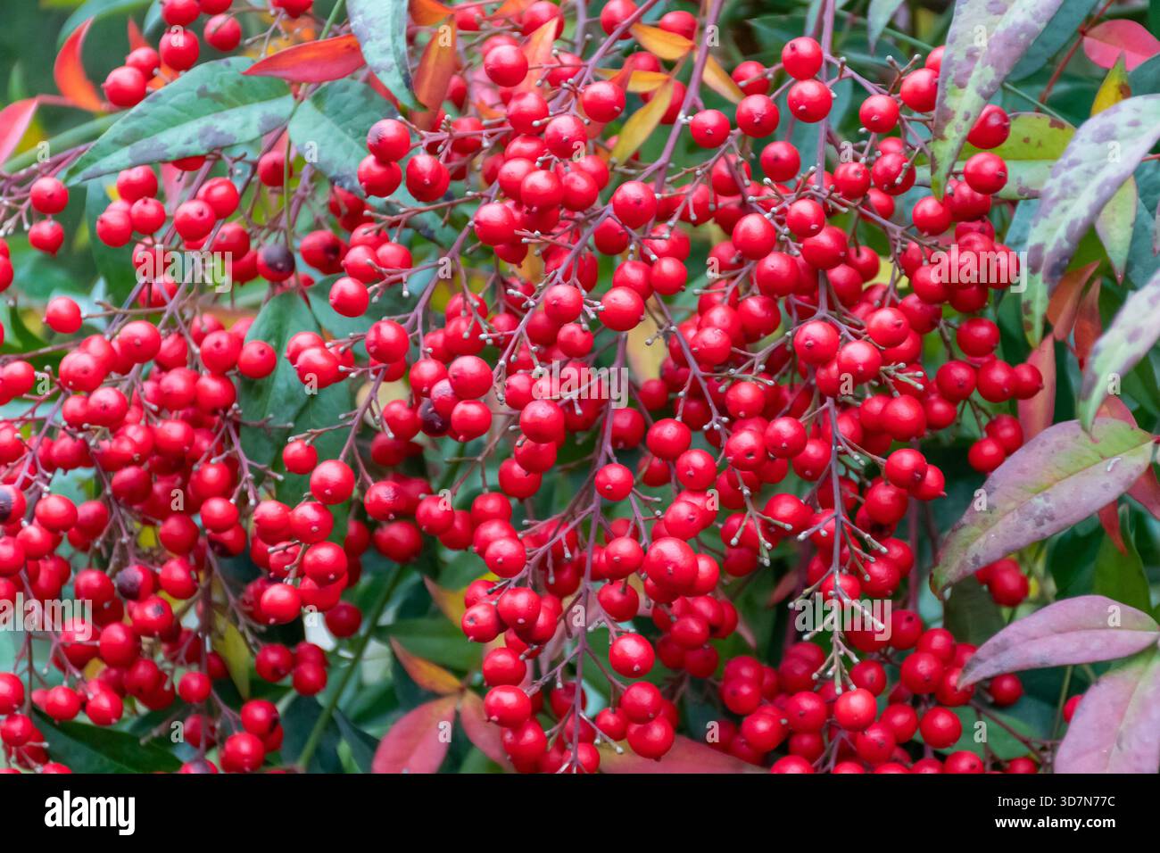 Weihnachten-Mistel Stockfoto