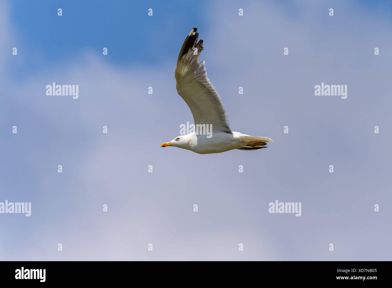 Westliche Gelbbeinmöwe (Larus michahellis) Stockfoto