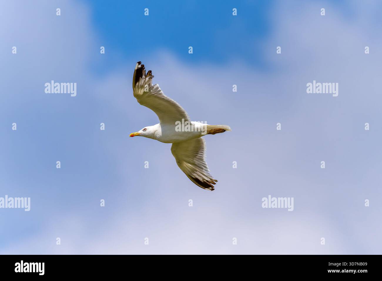 Westliche Gelbbeinmöwe (Larus michahellis) Stockfoto