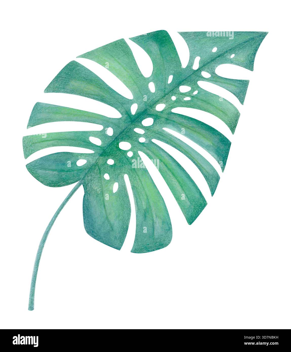 philodendron giganteum marble Philodendron Giganteum Variegata albo main image 1