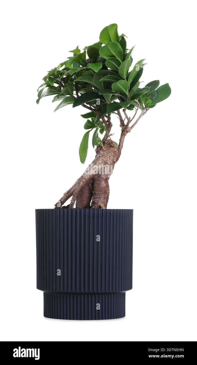 ficus benjamina natasja bonsai Large Indoor Ficus Bonsai (FI011) – Ecotone Bonsai