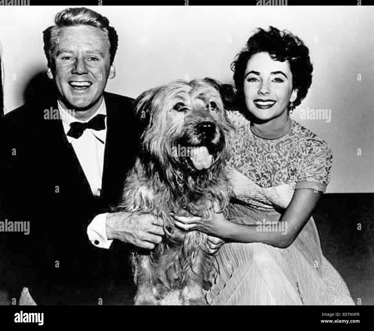 Der große Kater 1950 MGM Film mit Elizabeth Taylor und Van Johnson Stockfoto