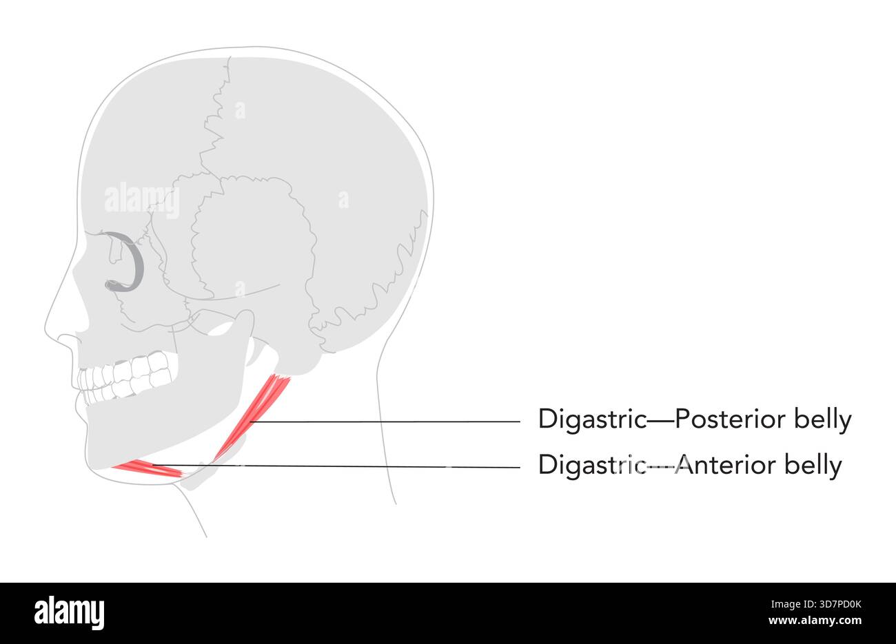 Digastric anterior posterior Bauch - Oberer Abschnitt des suprahyoidalen Muskels dargestellt in detaillierter beschrifteter Tabelle, hilft bei der Öffnung des Kiefers und erhöht den Knochen des hyoidalen, wichtig für die medizinische Lehre Stock Vektor