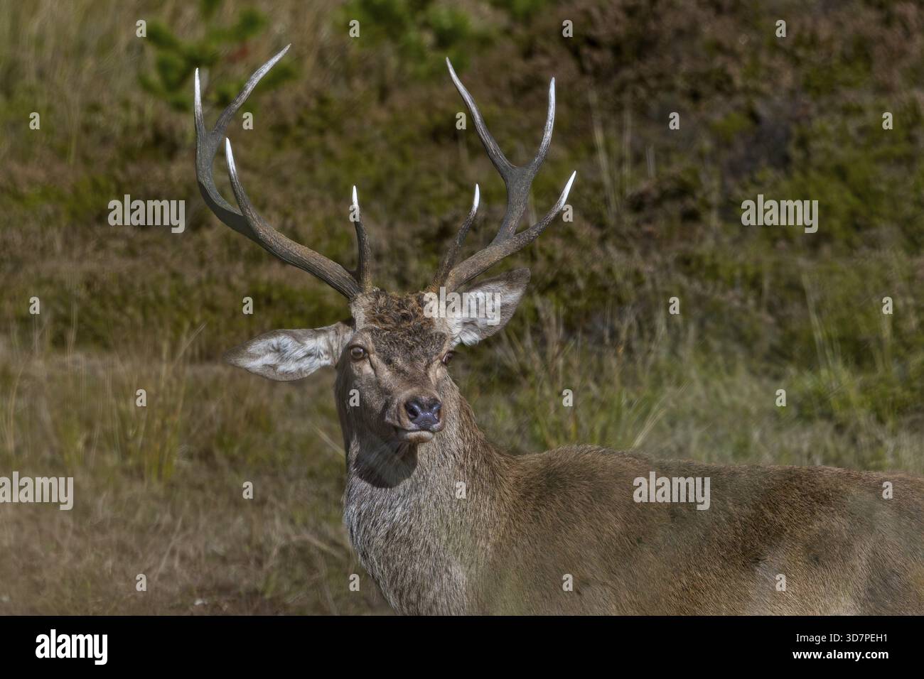 Dieser Rotwild (Cervus elaphus) muss als Kalb ein Missgeschick gehabt haben, oder vielleicht während eines spielerischen Kampfes, auf jeden Fall kann er sein rechtes Ohr nicht mehr heben. Stockfoto