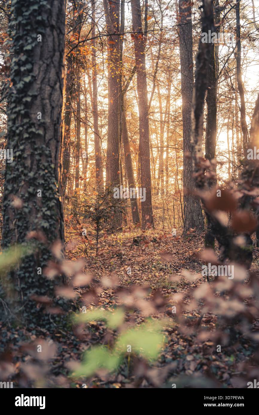 Nachmittags strömt Sonnenlicht durch einen ruhigen Herbstwald Stockfoto