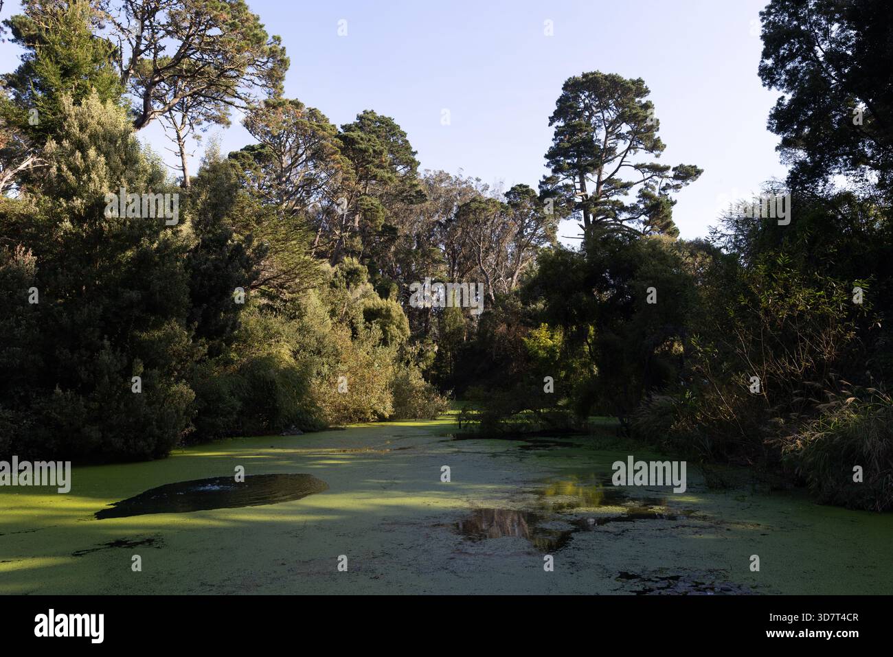 Schattiger Teich mit grünen Algen und umliegenden Bäumen im Golden Gate Park Stockfoto