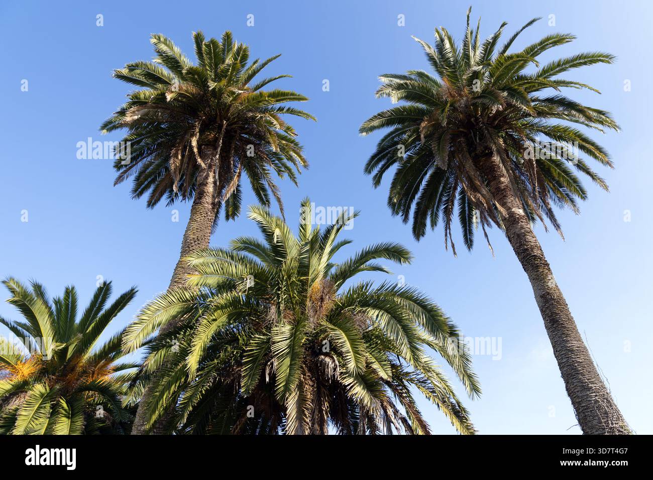 Hohe Palmen unter klarem blauen Himmel im Golden Gate Park Stockfoto