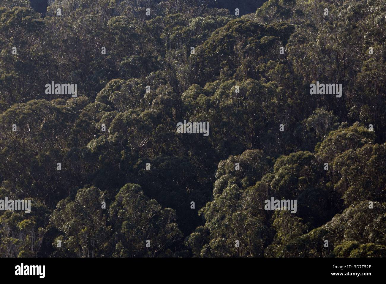 Dichtes Walddach in der Golden Gate National Recreation Area Stockfoto