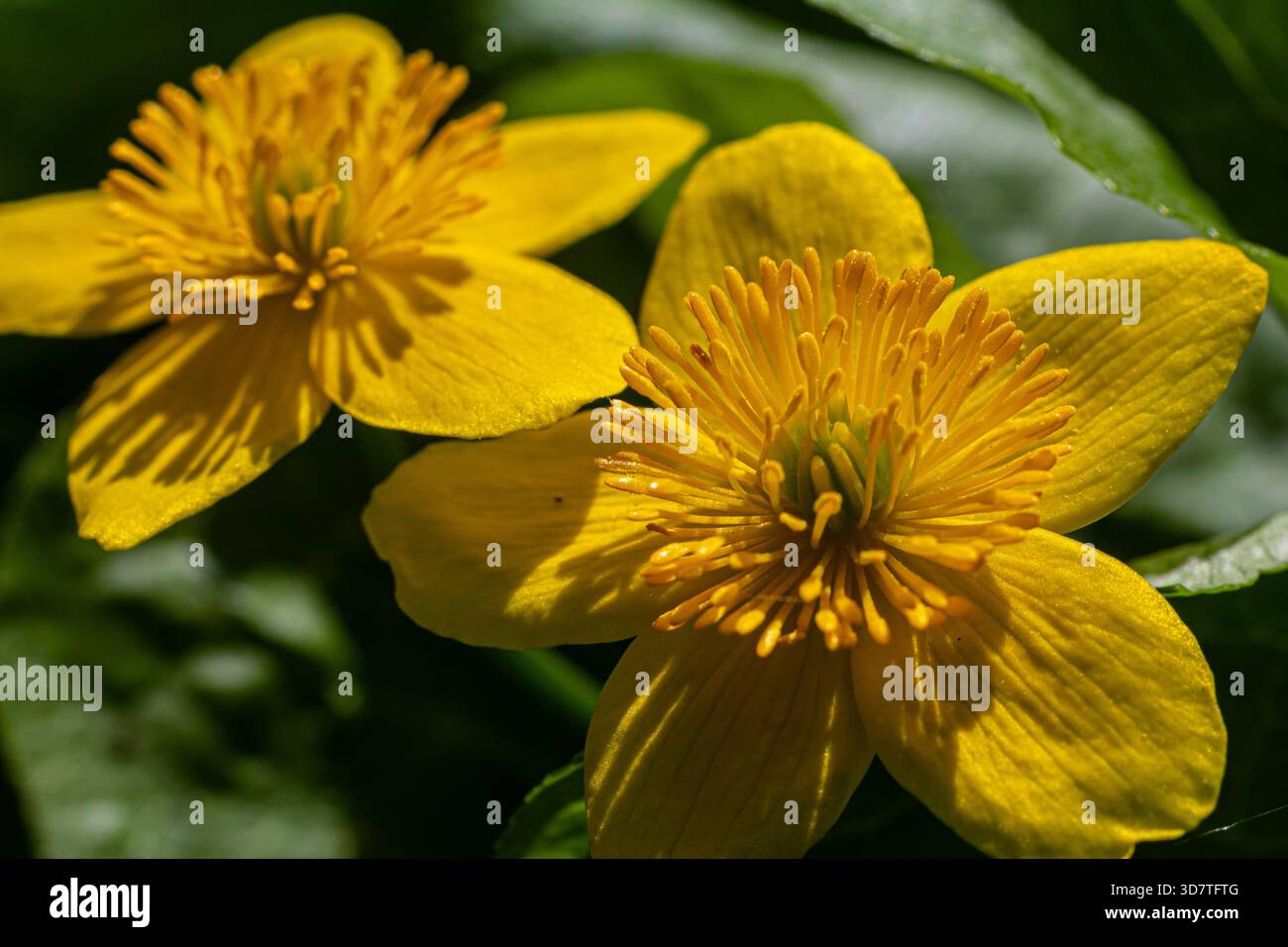 Leuchtend gelbe Sumpfblumen blühen im Frühling in einem Feuchtgebiet, umgeben von satten grünen Blättern und schaffen eine malerische natürliche Darstellung. Stockfoto
