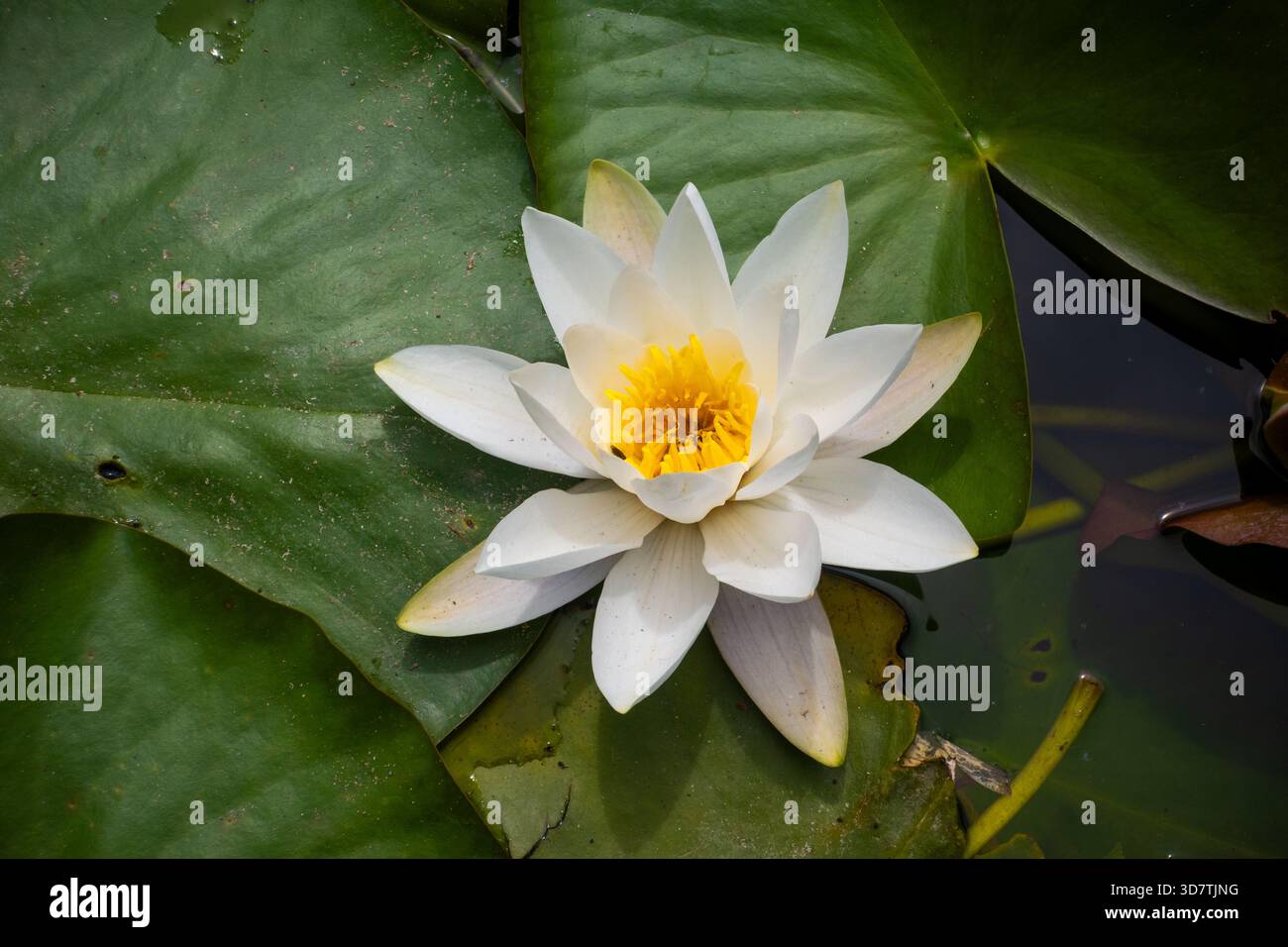 Nahaufnahme einer Seerose auf einem Teich in Pembrokeshire, Wales, Großbritannien Stockfoto