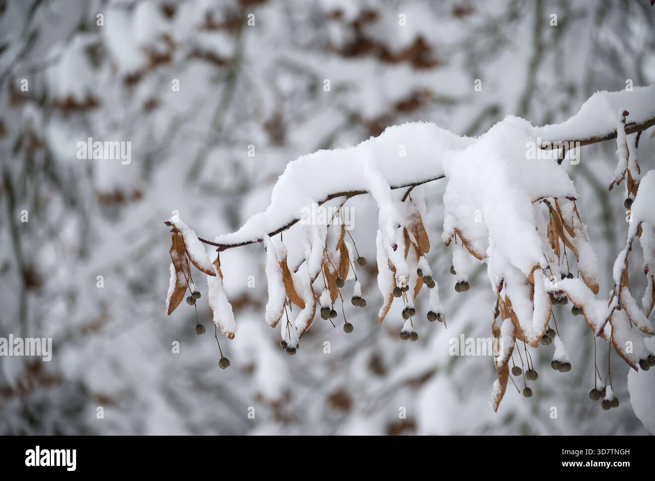 Eine Nahansicht fängt einen schneebedeckten Zweig mit Samen vor einer verschwommenen Winterkulisse ein Stockfoto