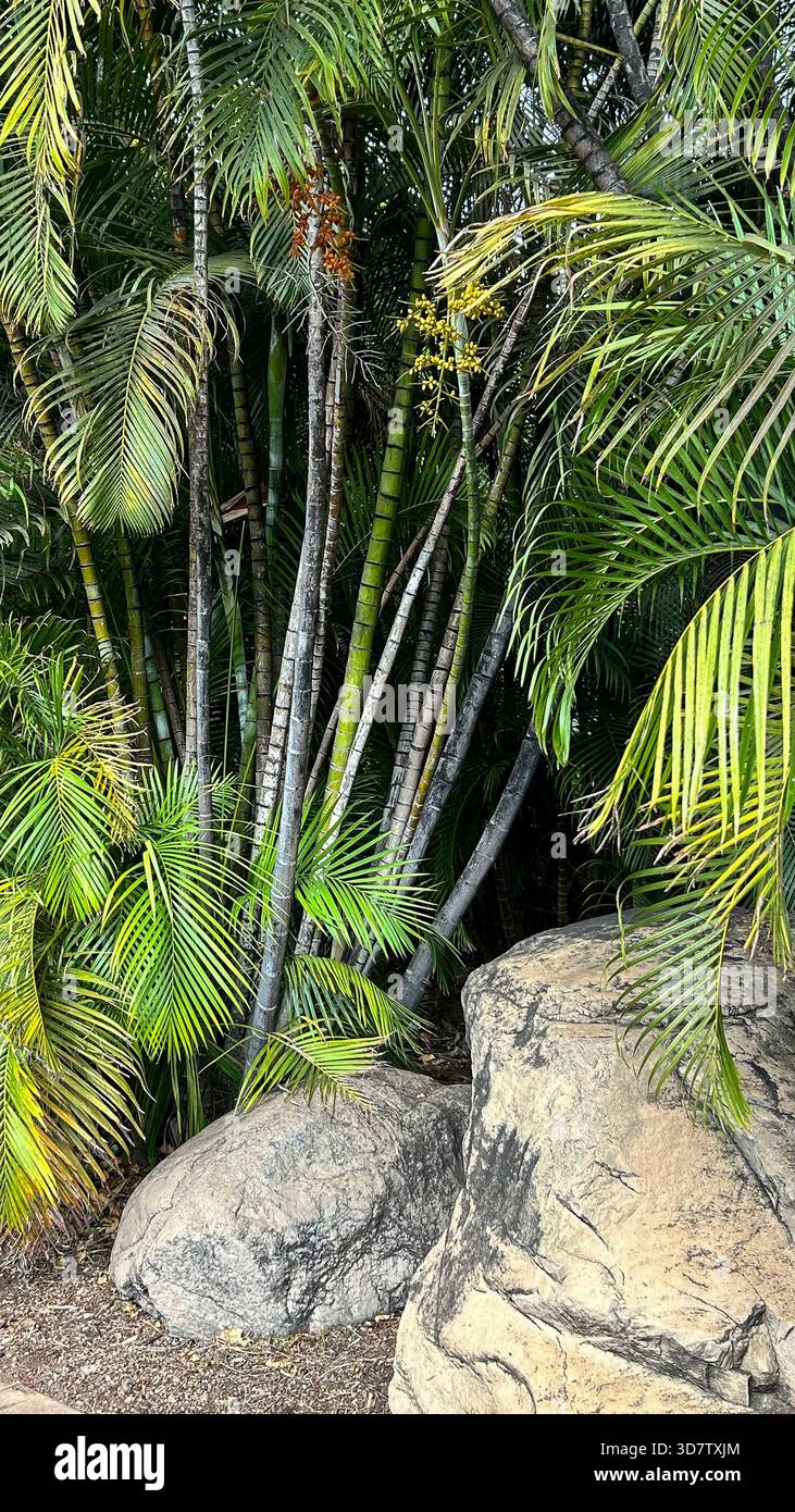Steine und Bambuspalmen, Dypsis lutescens Stockfoto