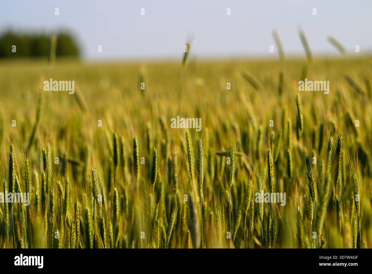 Ein lebhaftes und üppiges Weizenfeld zeigt das gesunde Wachstum der Körner unter einem hellen, sonnigen Himmel Stockfoto