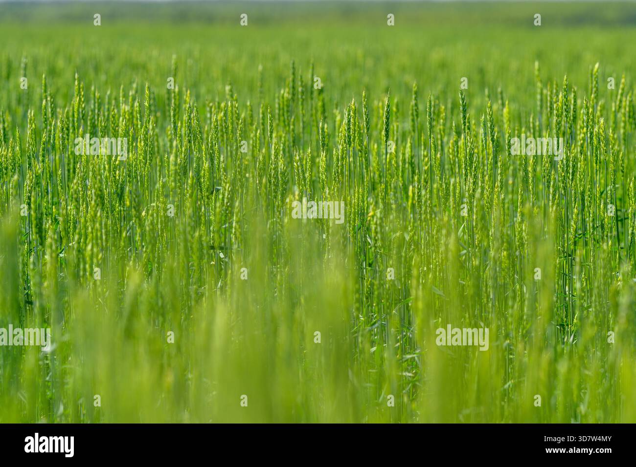 Ein üppiges grünes Feld mit gesundem Wachstum unter sanftem Licht, das den landwirtschaftlichen Reichtum repräsentiert. Stockfoto