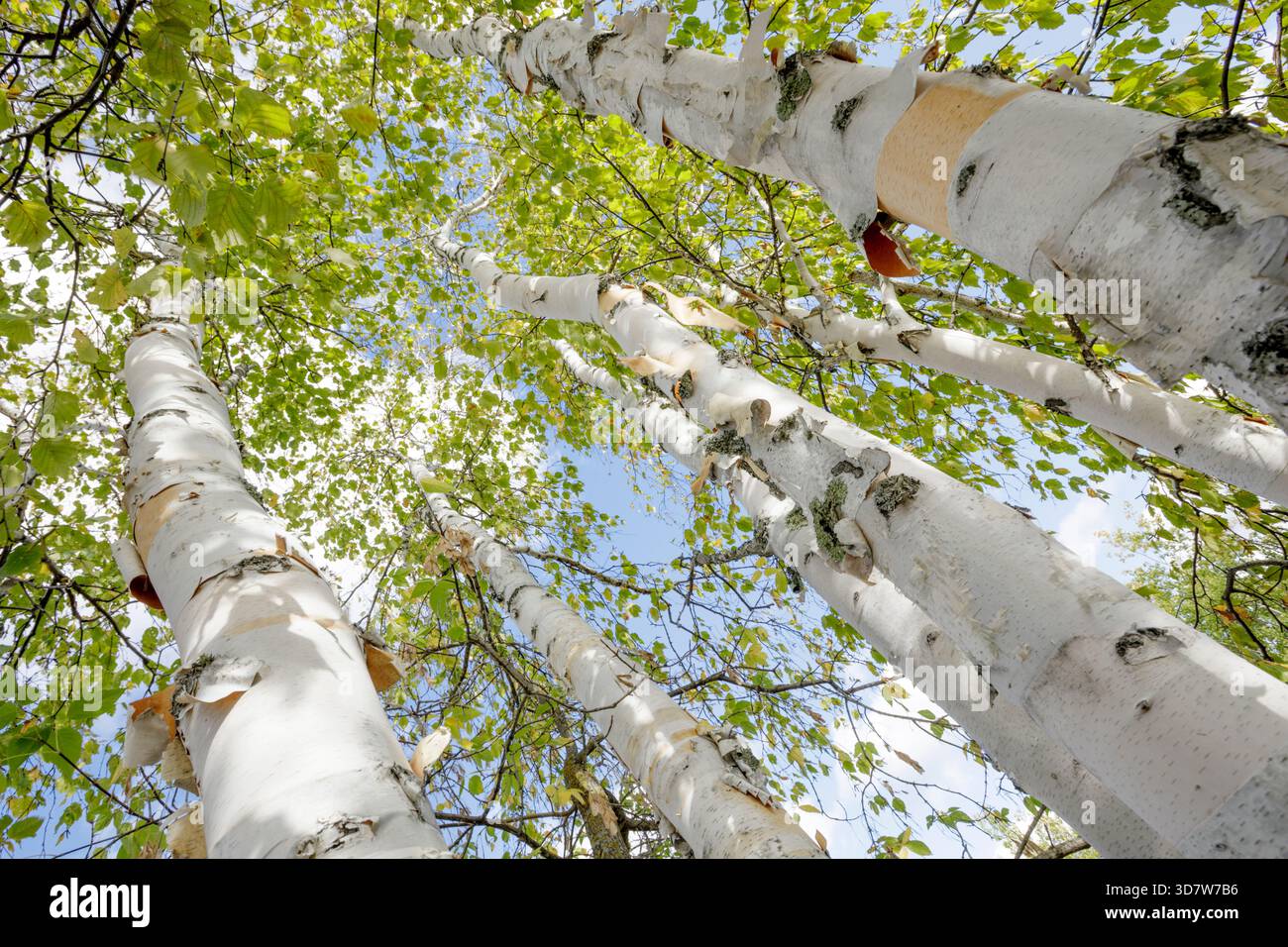 Hohe Birken mit grünen Blättern und weißer Rinde vor einem hellblauen Himmel. Thunder Bay, Ontario, Kanada Stockfoto