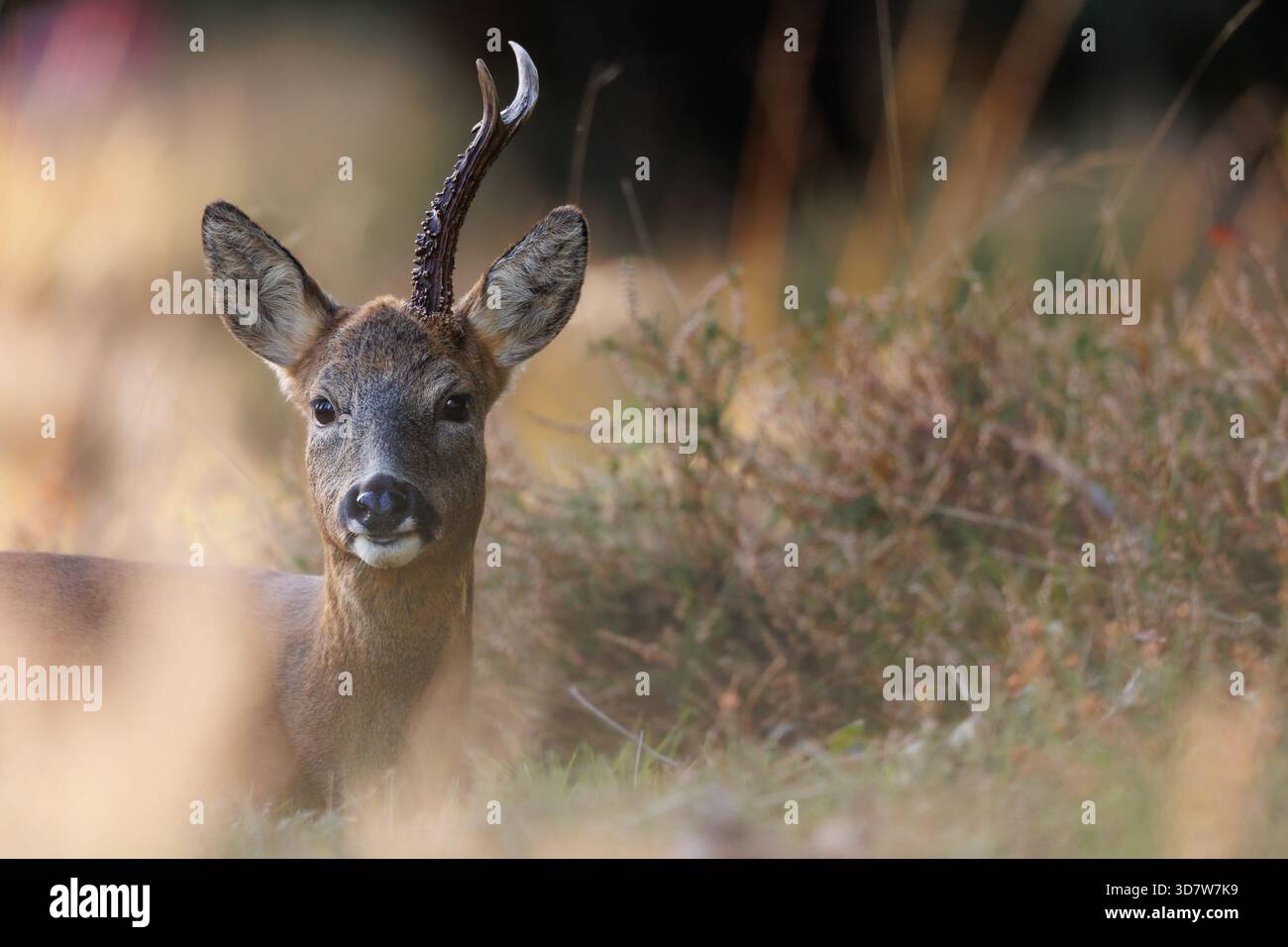 Rehbock mit einem großen Geweih Stockfoto