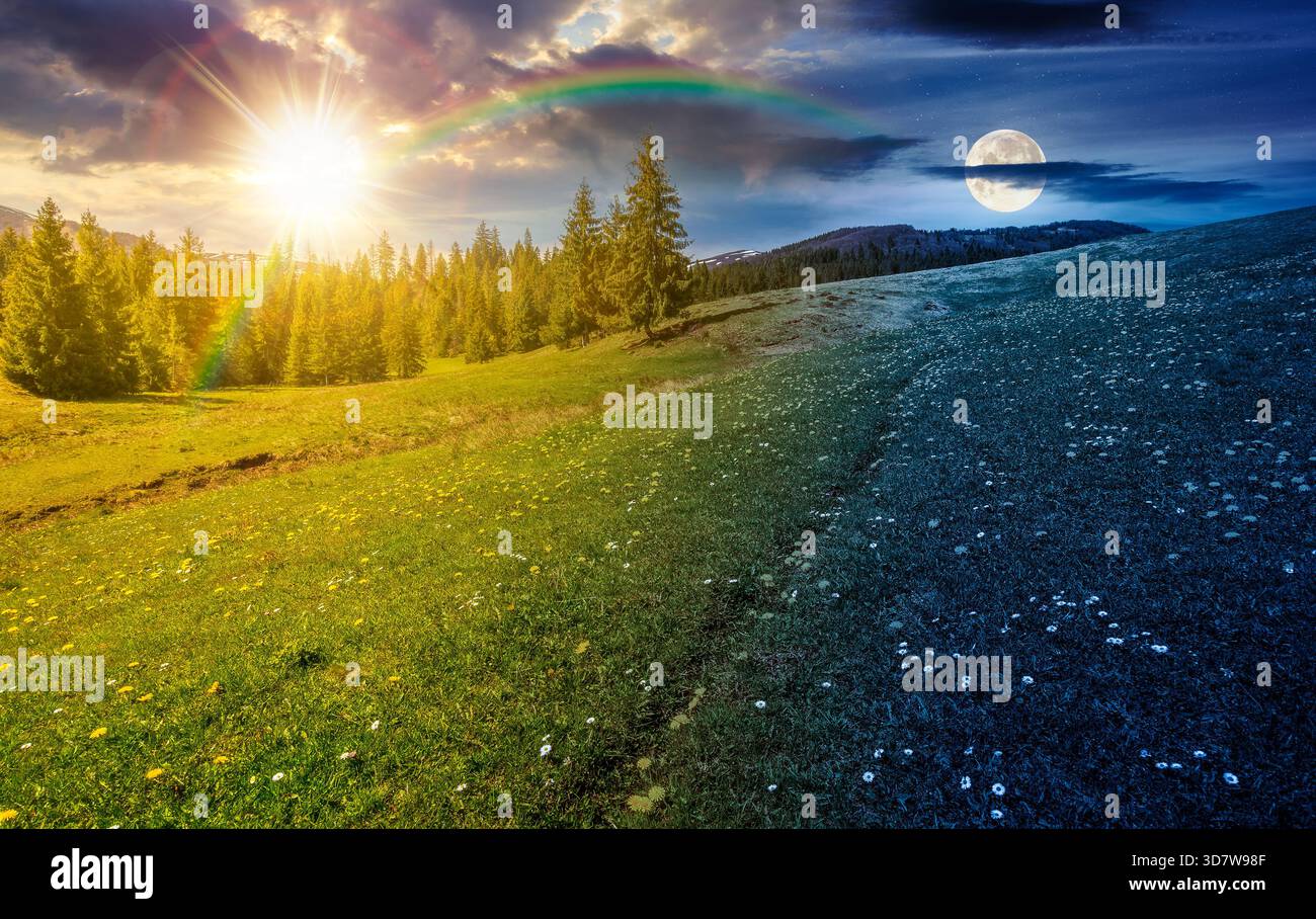 Wiese mit Wildblumen. Tag- und Nachtzeitwechsel. Löwenzahn und Gänseblümchen zwischen Gras mit Sonne und Mond. Fichtenwald in Bergen. Wunderschön Stockfoto