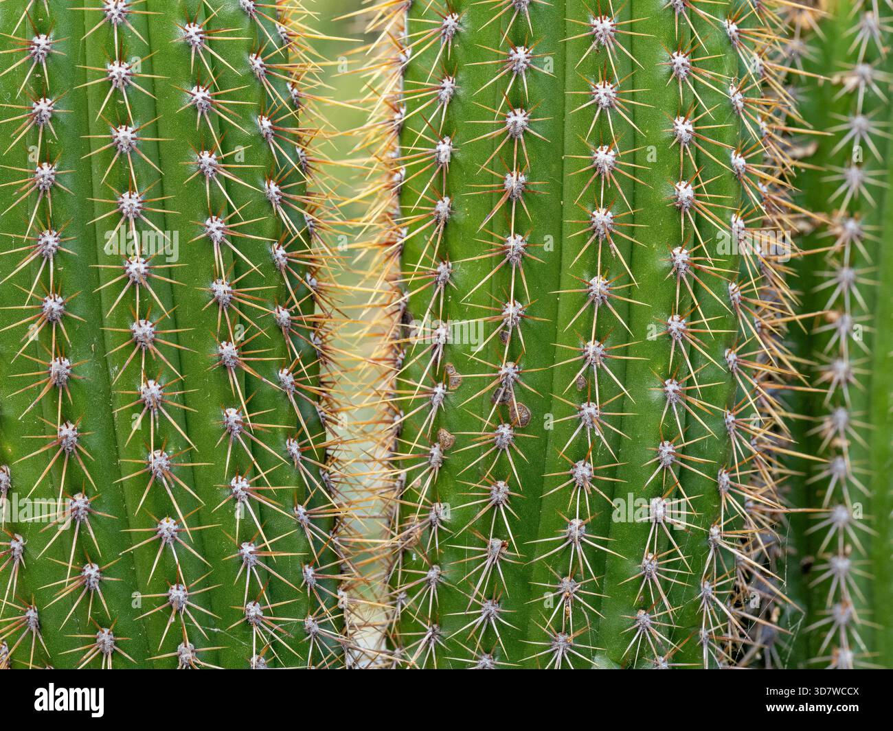 Nahaufnahme des Organpfeifenkaktus Stockfoto