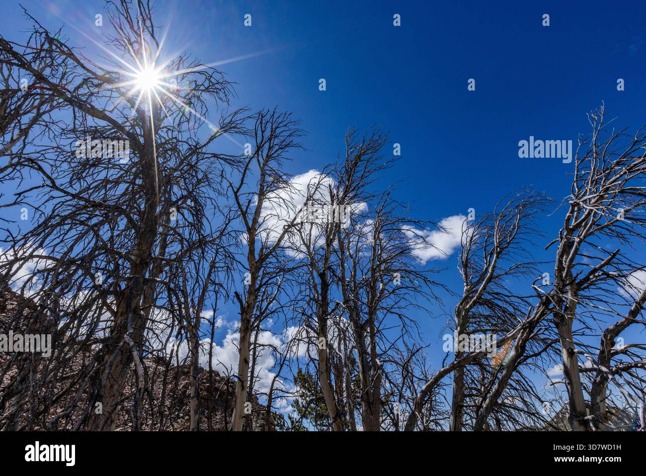 Niedriger Blickwinkel auf die Sonne, die durch Bäume scheint Stockfoto