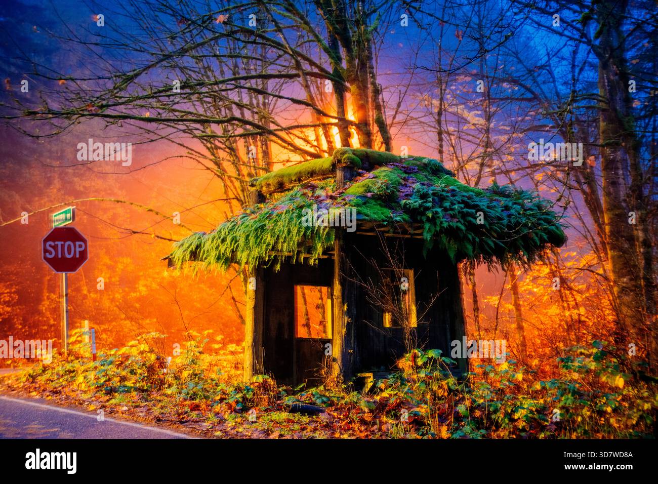 Eine kleine, verlassene Hütte mit einem moosbedeckten Dach neben einem Stoppschild in einem lebhaften Wald. Bainbridge Island, WA, USA Stockfoto