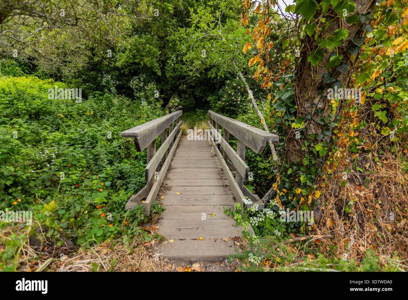 Fußgängerbrücke über den Bach in der Nähe des Mill Valley Stockfoto