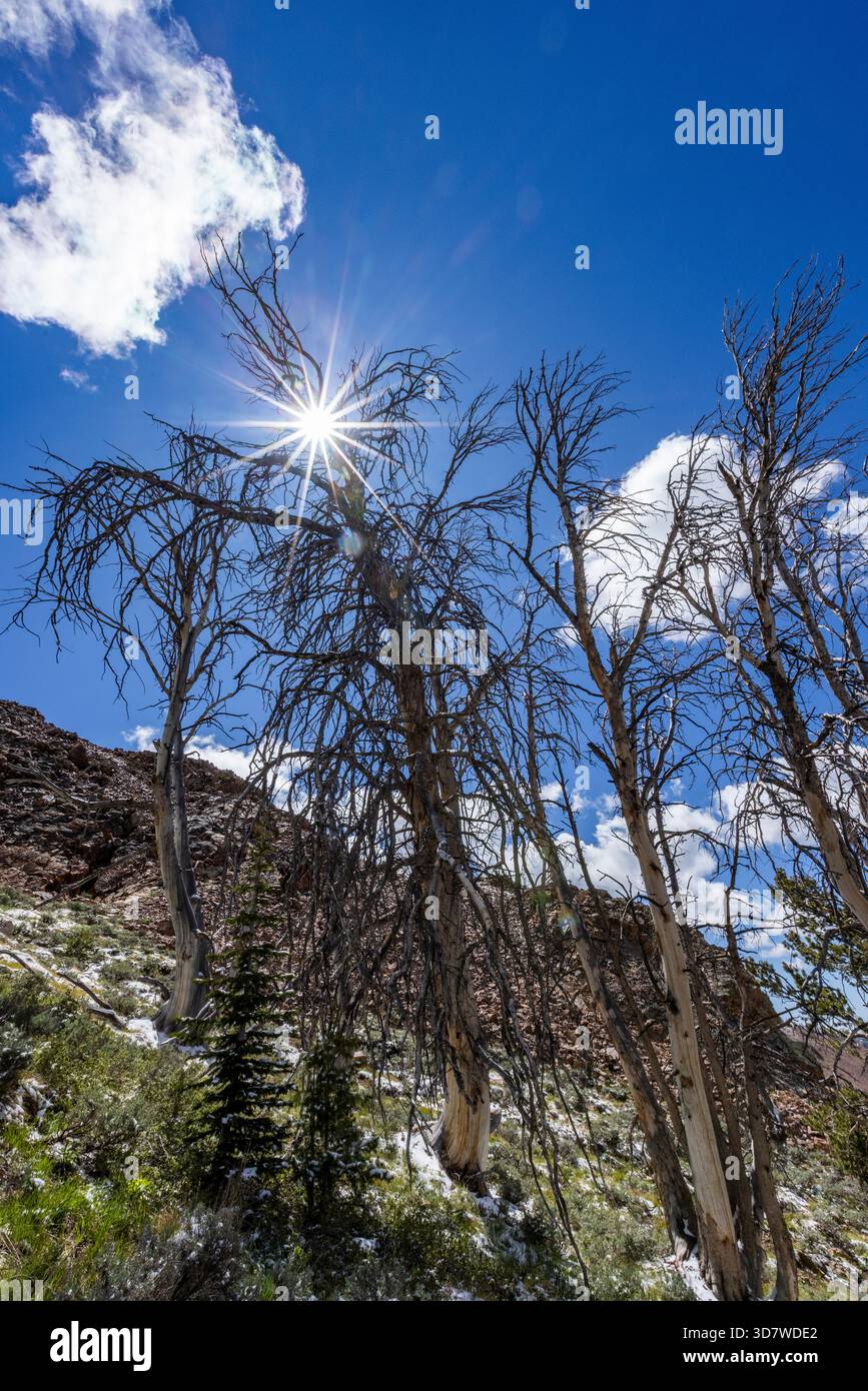 Niedriger Blickwinkel auf die Sonne, die durch Bäume scheint Stockfoto
