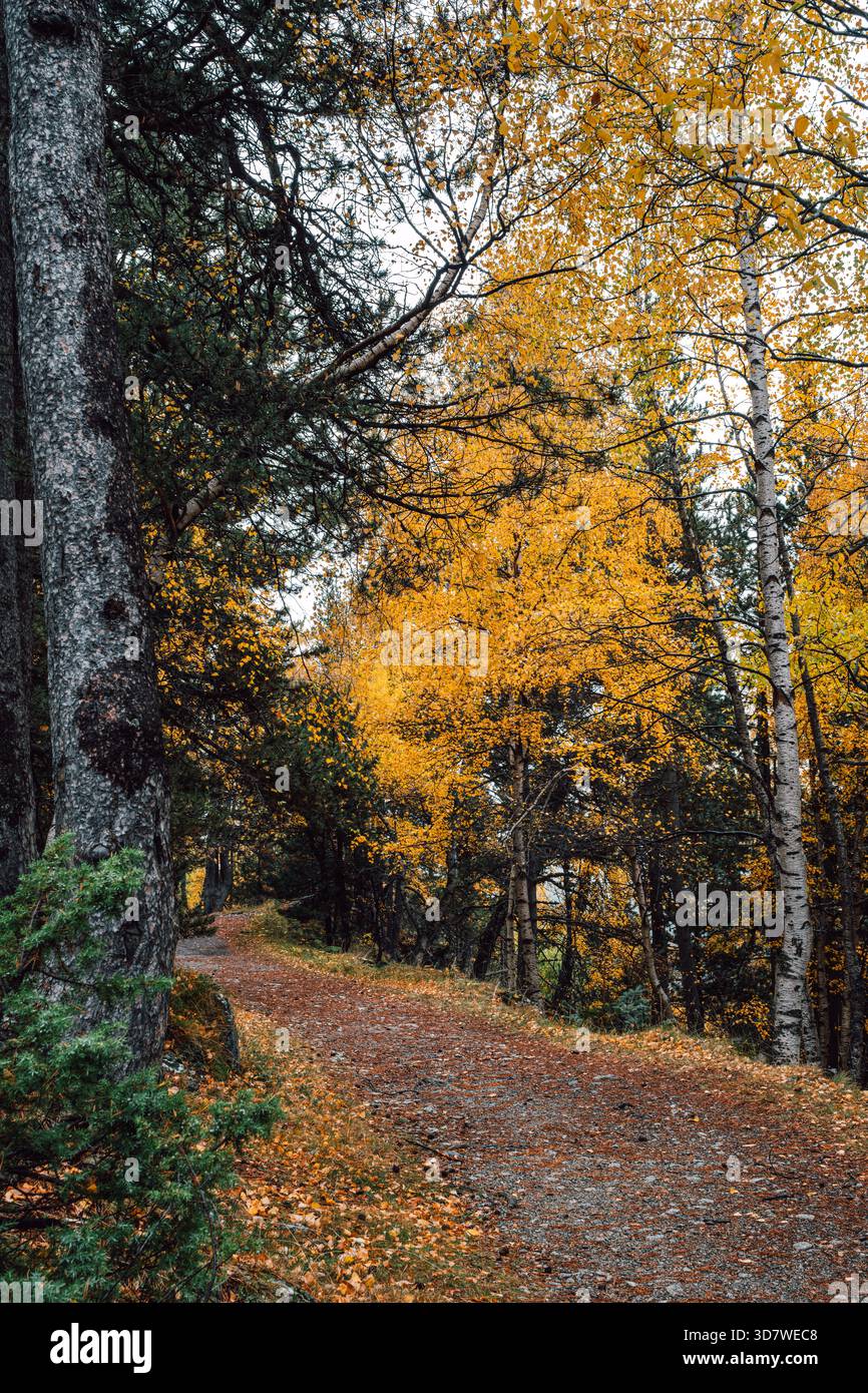 Mountain Forest Path mit lebhaftem Laub von Herbstbirken und Kiefern, sonnendurchflutetem Woodland Trail und vertikaler Perspektive, Naturhintergrund Stockfoto