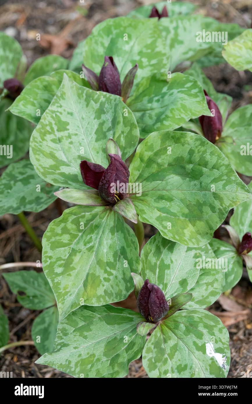 Holzlilie Wake-robin Birthroot Toad Trillium, Sessile Trillium Toadshade Red Trillium Sessile Wake Robin, American Wood Lily, Trillium Sessile Stockfoto