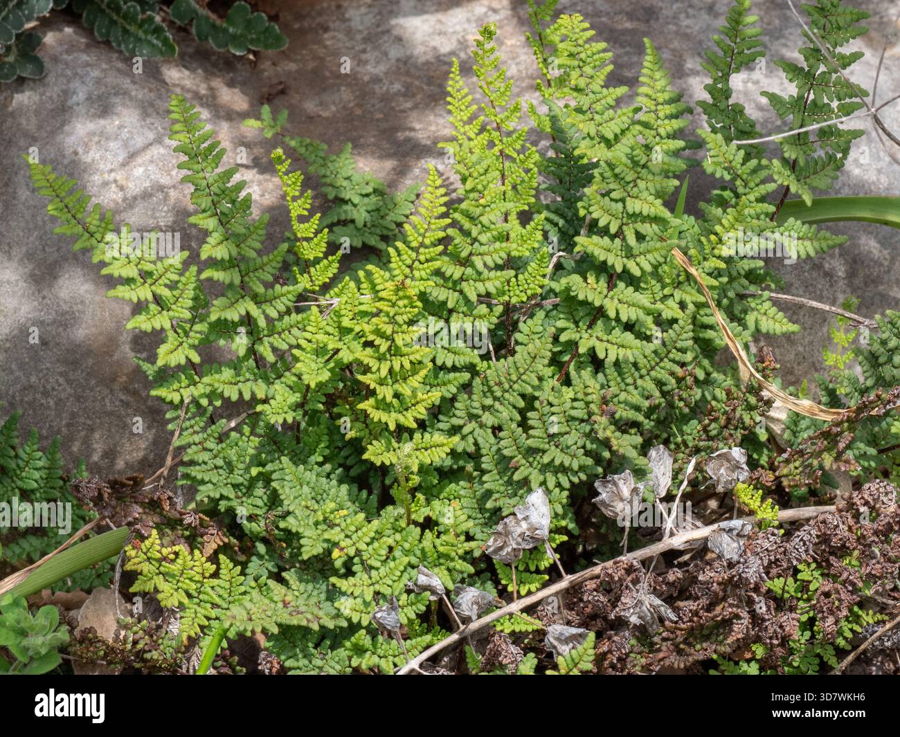 Lip Fern (Oeosporangium acrosticum) auf einer kleinen Kalksteinklippe bei Platsa auf der Halbinsel Mani, Peloponnes, Griechenland Stockfoto