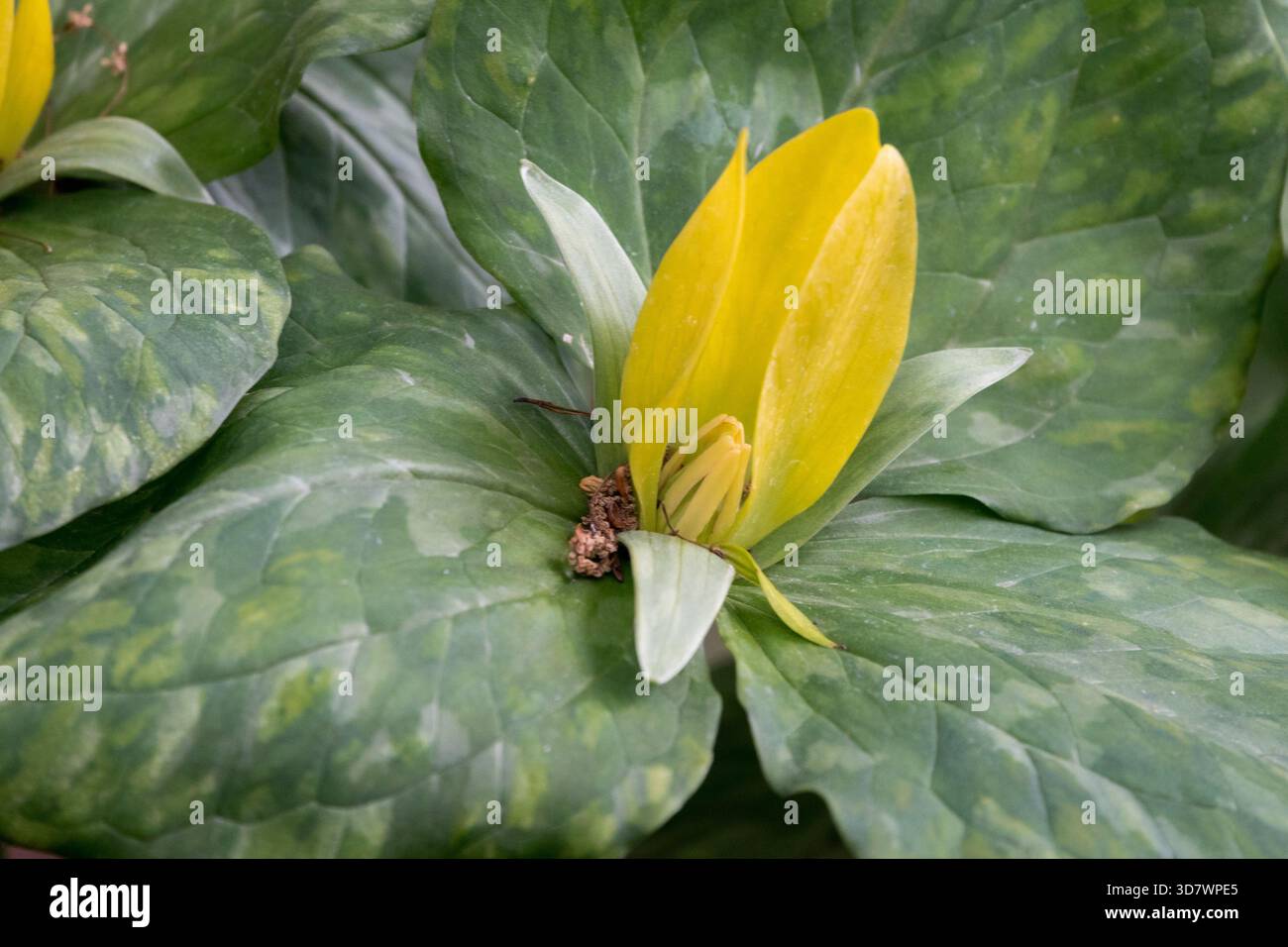 Trillium luteum, American Wood Lily Trillium Blume Stockfoto