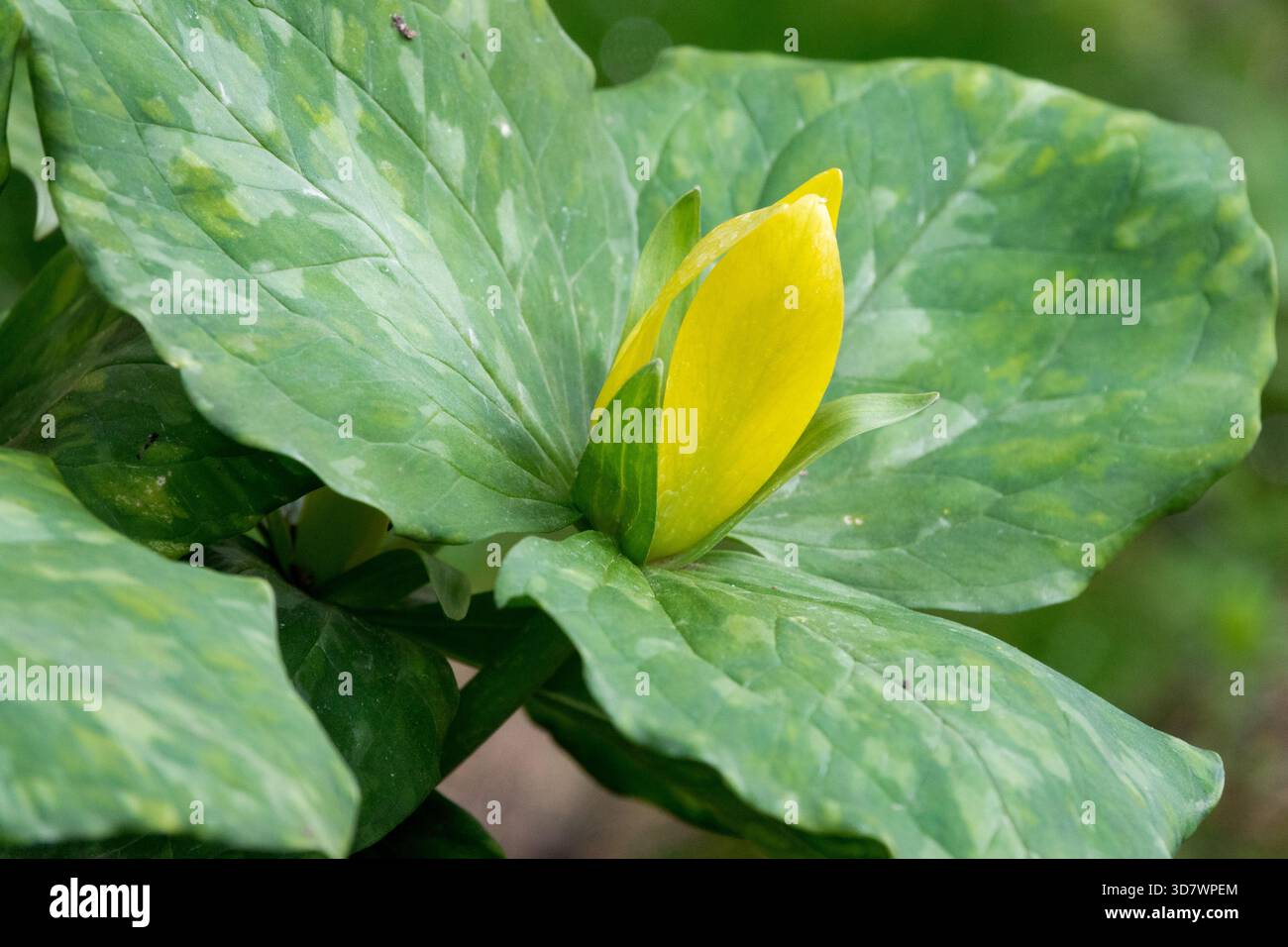 Trillium luteum gelbe Blume Stockfoto