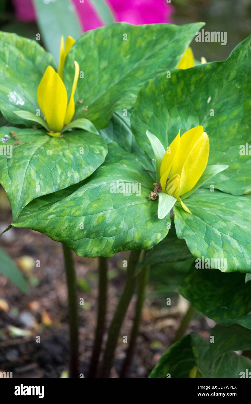 Gelbe Trillium Blühende Amerikanische Holzlilie, Gelbe Kröte, Blumenblumen Blühende Gelbe Wakerobin Blüht Stockfoto