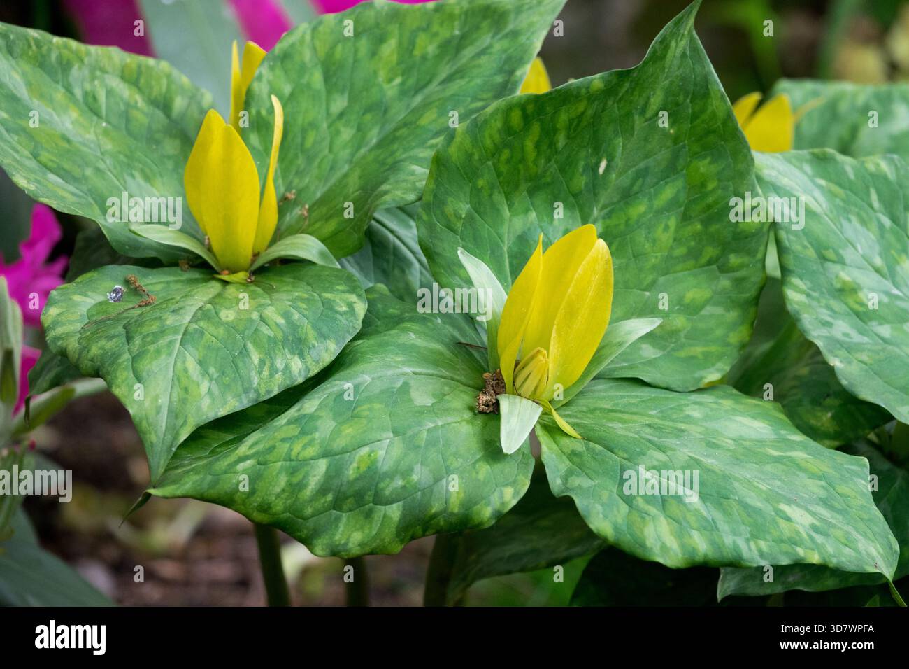 American Wood Lily Flowers Trillium luteum Stockfoto