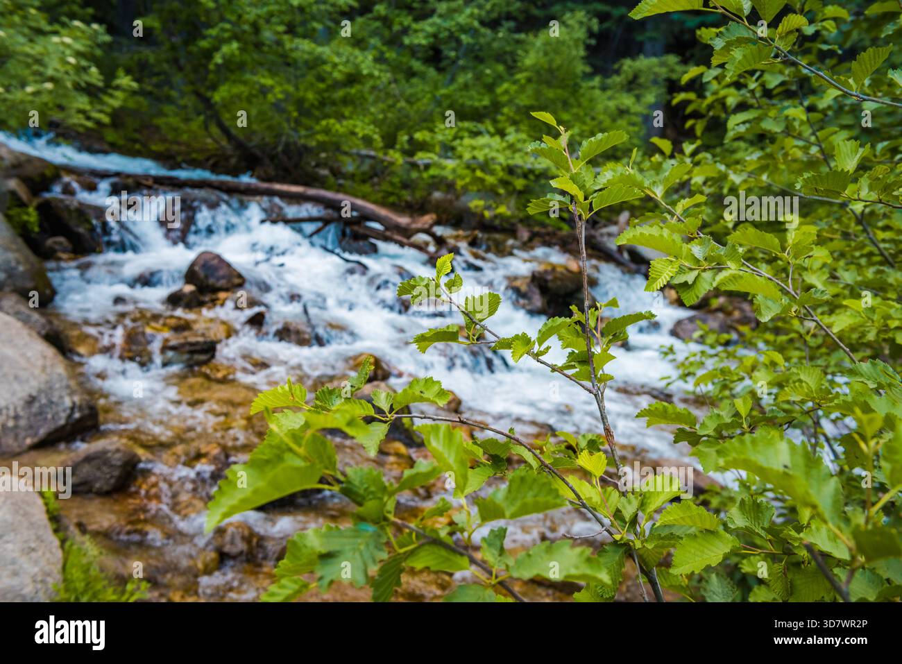 Frisches grünes Laub umrahmt rauschende Bergbäche mit moosbedeckten Felsen, Red Pine Lake Trail, Utah Stockfoto