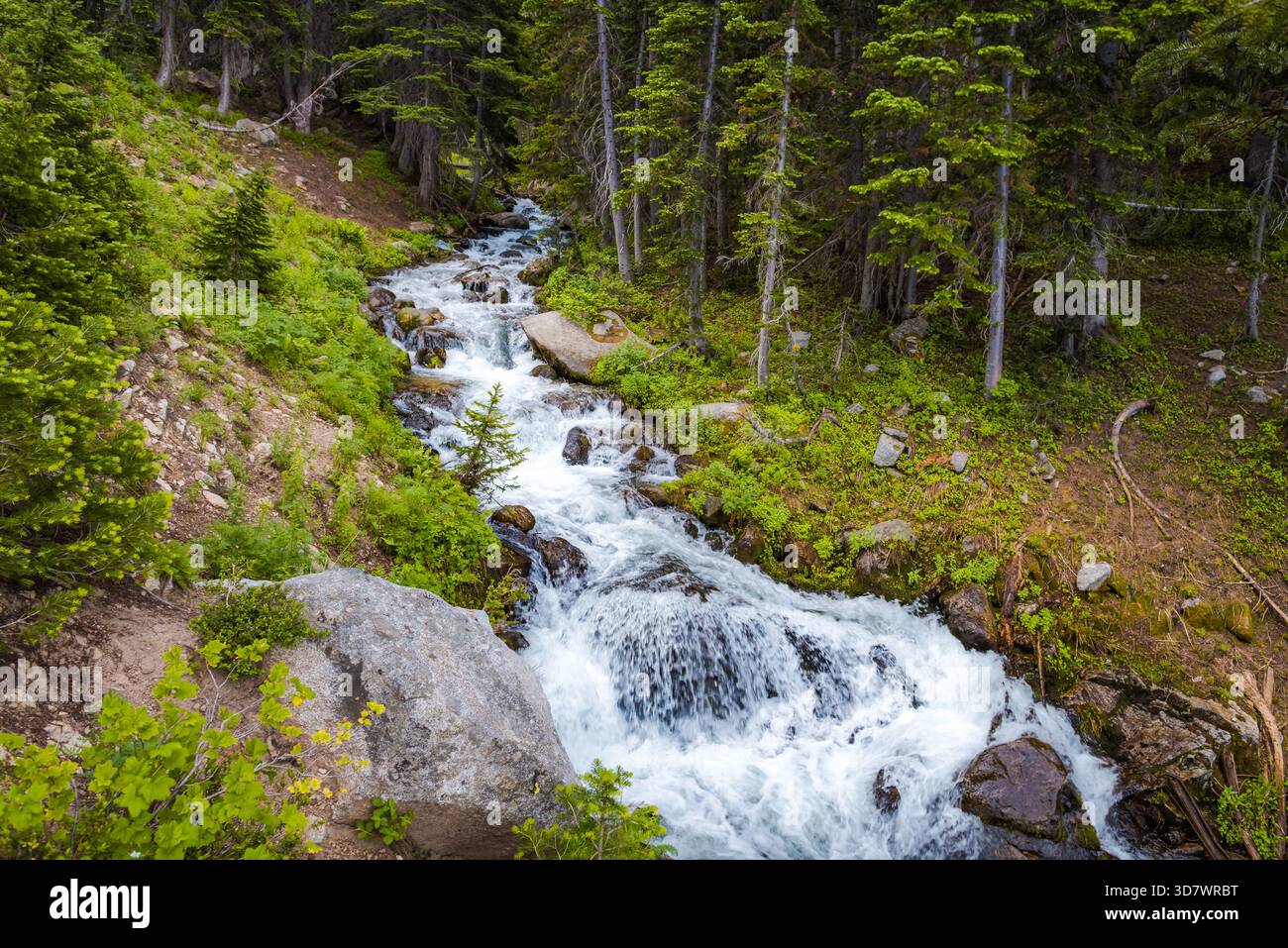 Frisches grünes Laub umrahmt rauschende Bergbäche mit moosbedeckten Felsen, Red Pine Lake Trail, Utah Stockfoto