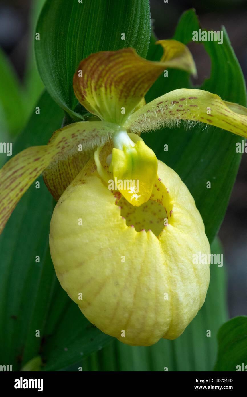 Cypripedium Blume Orchidee im Garten blassgelbe Blume in Blüte Cypripedium fasciolatum Stockfoto