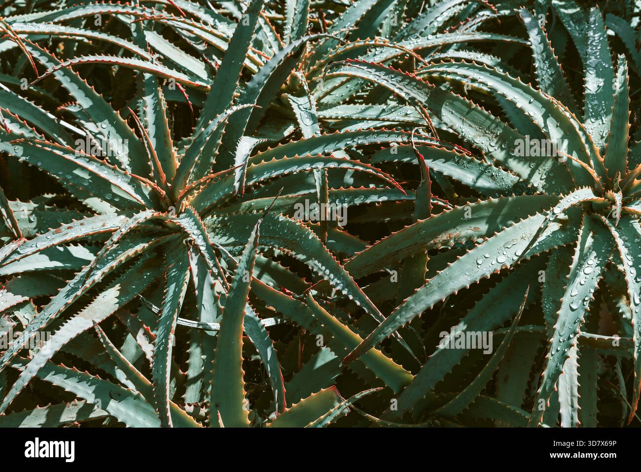 Abstraktes Muster von Aloe-arborescens-Blättern, die natürliche geometrische Formen bilden, moderner Farbfilter betont Türkistöne und Wassertropfen. Stockfoto