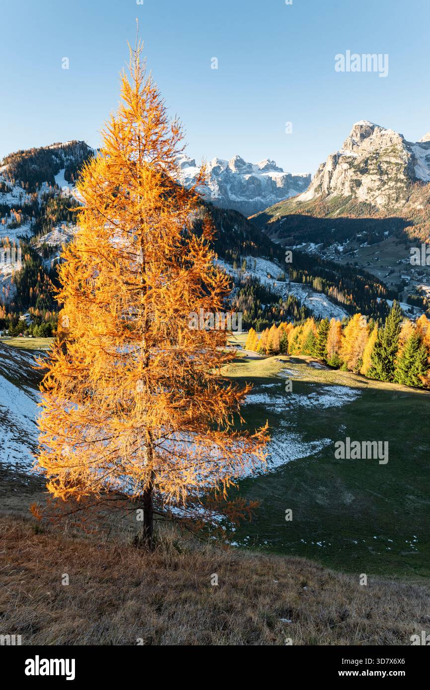Herbstlich farbige Lärchen vor der Puez-Geisgruppe und dem Sella-Massiv bei Alta Badia in den Dolomiten, Südtirol, Italien Stockfoto