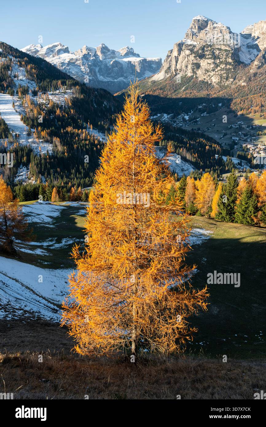 Herbstlich farbige Lärchen vor der Puez-Geisgruppe und dem Sella-Massiv bei Alta Badia in den Dolomiten, Südtirol, Italien Stockfoto