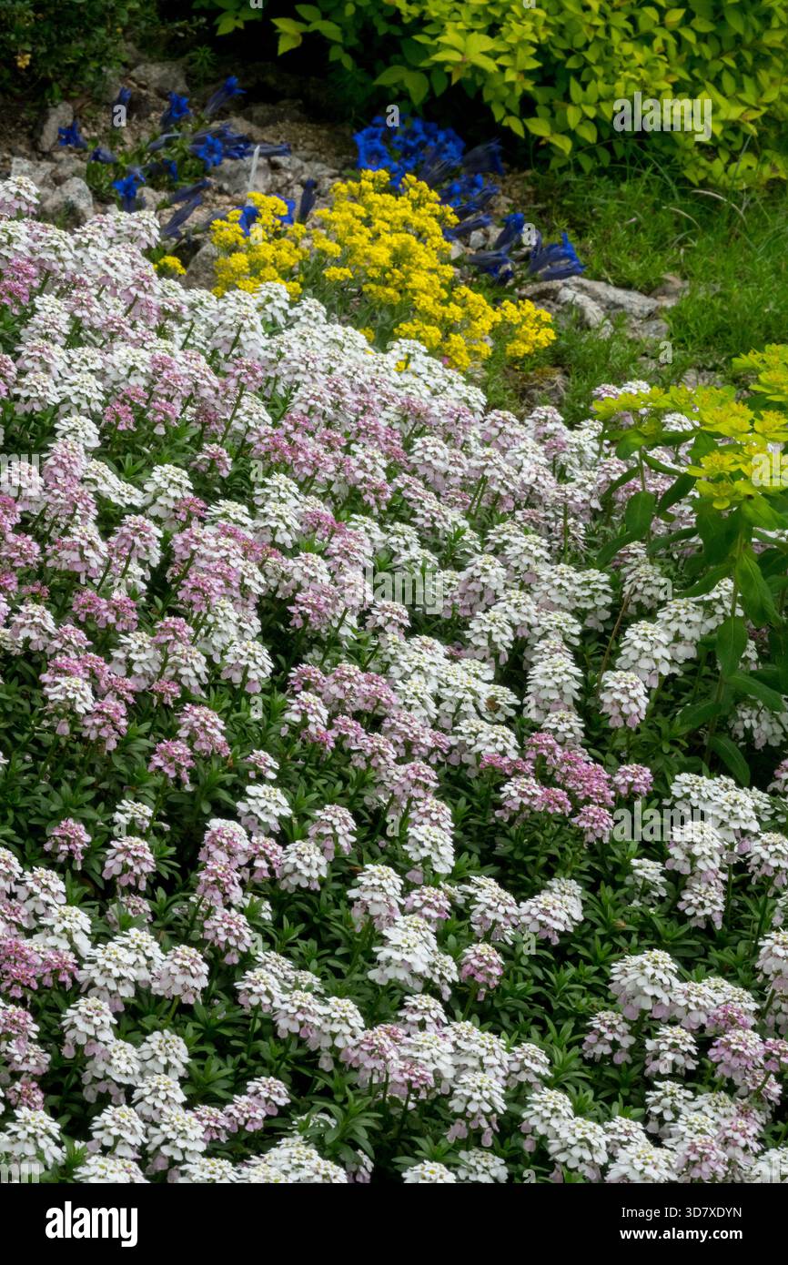 Weißer gelber blauer Teppich mit Blumen im Garten Stockfoto