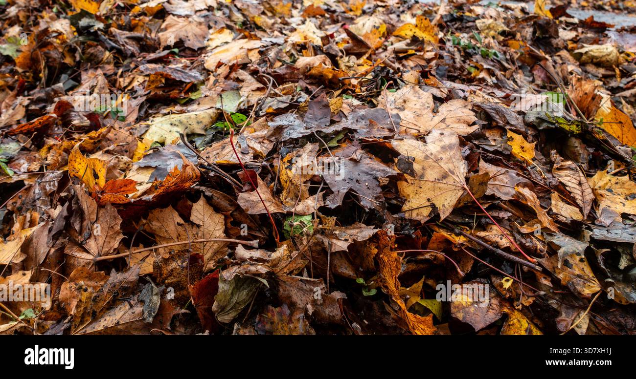 Nahaufnahme einer dichten Schicht feuchter Herbstblätter in verschiedenen Farben, die nach Niederschlag saisonalen Verfall und Textur auf dem Boden zeigen. Stockfoto