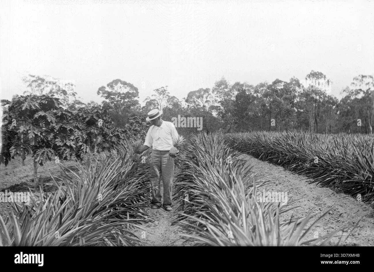 Ananaszüchter und Ananasernte, 1905. Stockfoto