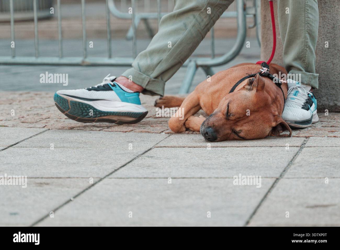 Brauner Hund, der auf einem Bürgersteig ruht. Stockfoto