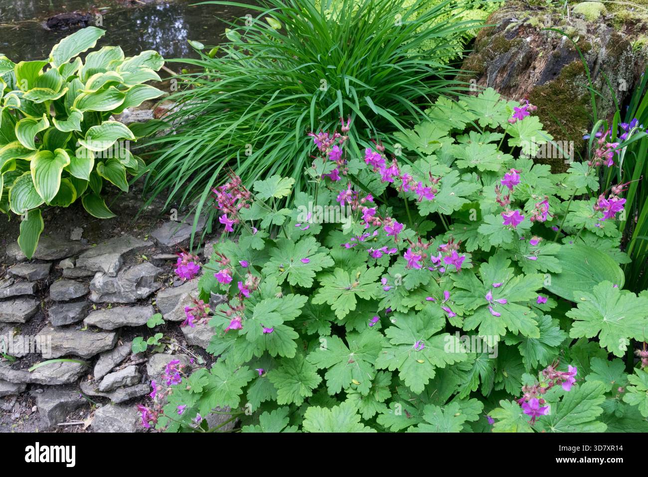 Ein Gartenbett mit violetten Geranien und einem Hosta neben einer rustikalen Steinmauer Stockfoto