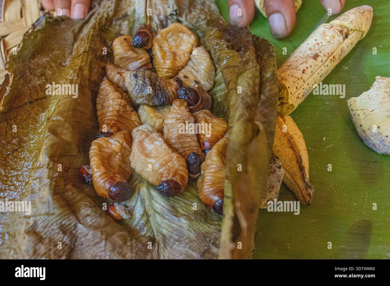 Detaillierte Nahaufnahme von suri-Wurm, der in der Kultur des Amazonas weit verbreitet ist und traditionelle Ernährung und Widerstandsfähigkeit repräsentiert. Starke Sichtbarkeit für Projekte an Tauchern Stockfoto