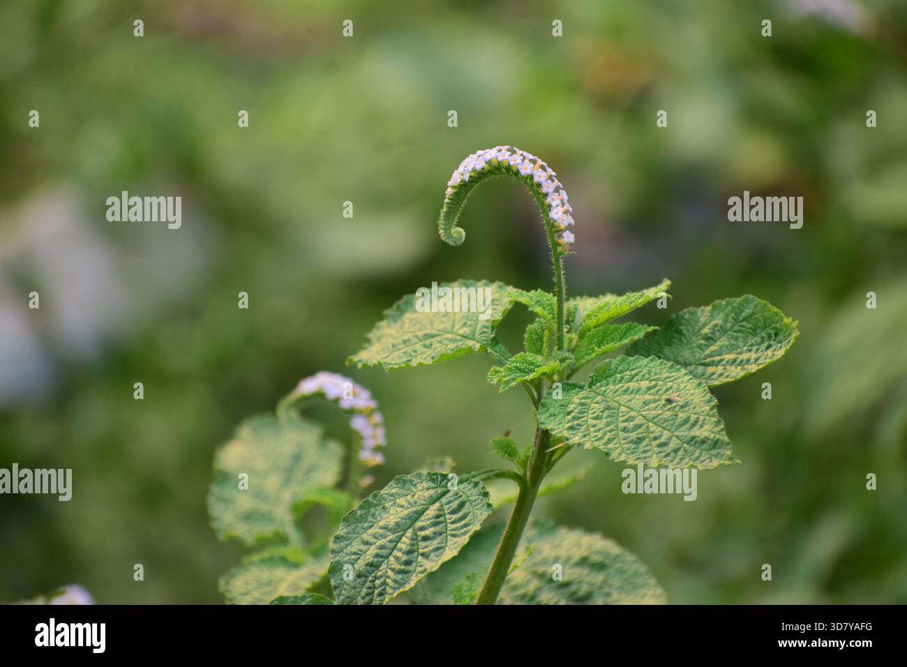 Indische Heliotrop-Pflanze mit winzigen lila-weißen Blüten Stockfoto