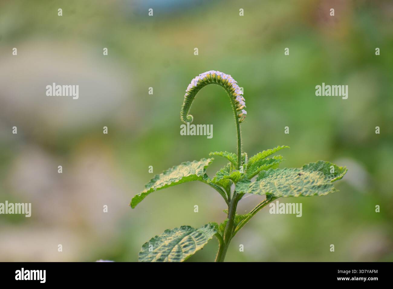 Indische Heliotrop-Pflanze mit winzigen lila-weißen Blüten Stockfoto