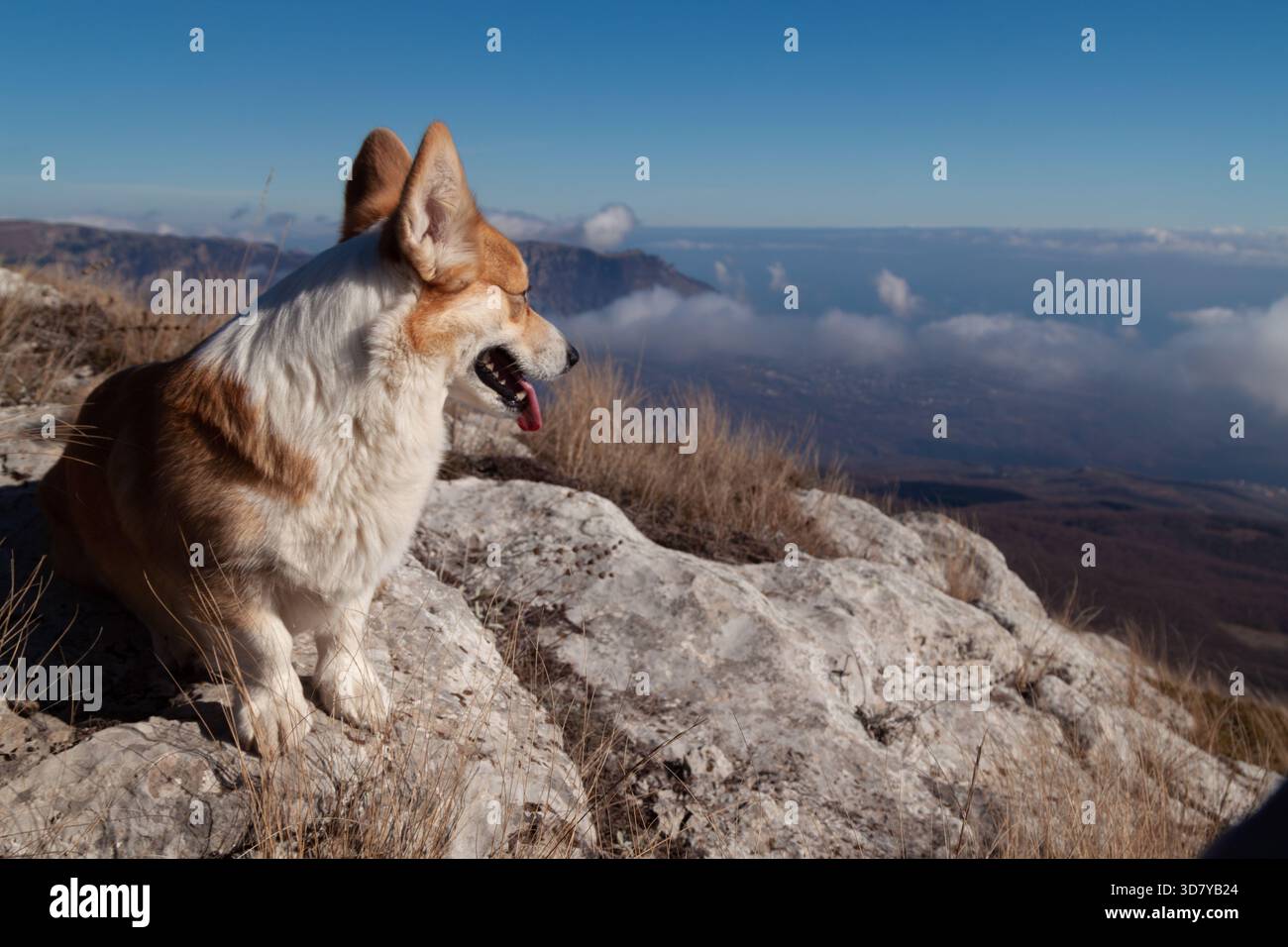 Ein süßer Pembroke Waliser Corgi blickt seitlich auf einen Berg zu, während er über den Wolken schlendert. Anzeigenvorlage mit Leerzeichen Stockfoto