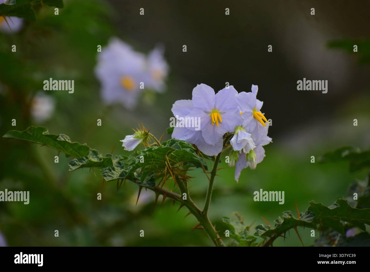 Indische Heliotrop-Pflanze mit winzigen lila-weißen Blüten Stockfoto