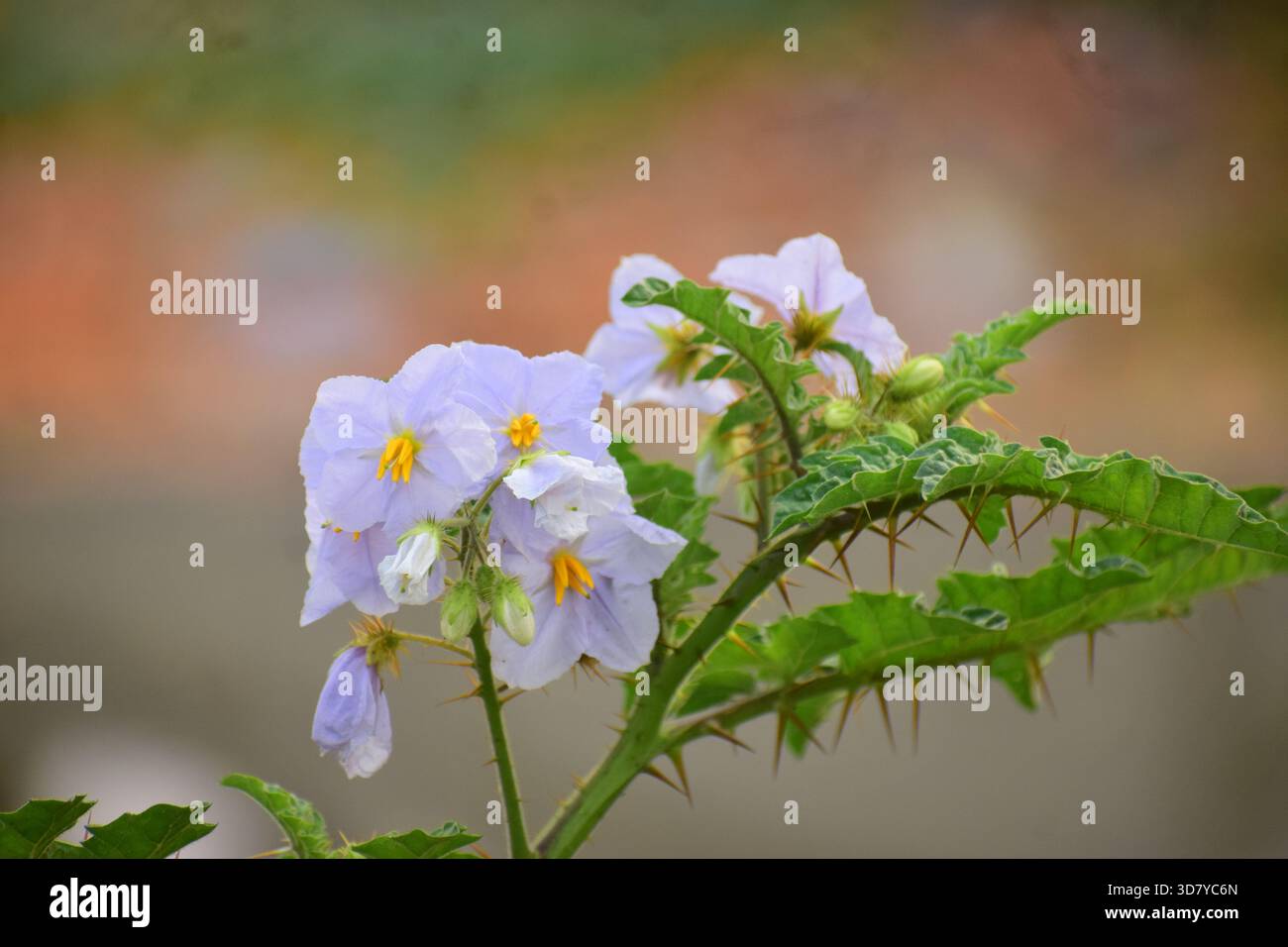 Indische Heliotrop-Pflanze mit winzigen lila-weißen Blüten Stockfoto